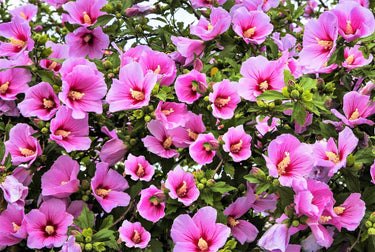 1000 BULK Mixed Colors ROSE Of SHARON HIBISCUS Syriacus Flower Tree Shrub Seeds